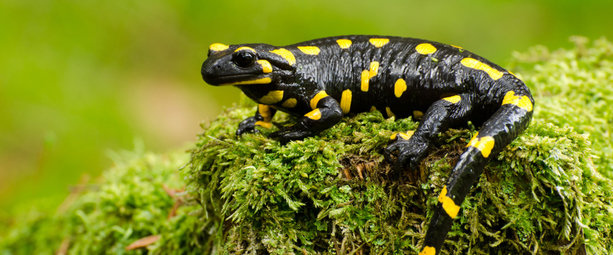 salamandra